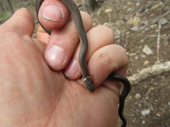 Diadophis punctatus stictogenys
