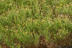 Pulicaria glutinosa