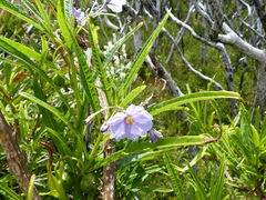 Solanum vescum