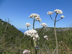 Valeriana italica