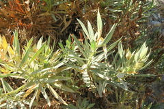Rhazya stricta