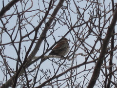Turdus eunomus