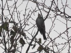 Turdus eunomus