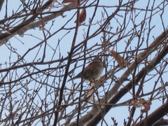 Turdus eunomus