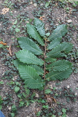 Quercus castaneifolia