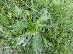 Eryngium vesiculosum