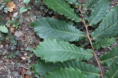Quercus castaneifolia