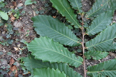 Quercus castaneifolia