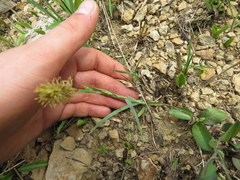 Carex meadii