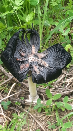 Mėšlagrybis nuotrauka