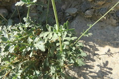 Scrophularia deserti
