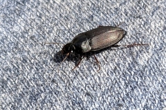Anisodactylus rusticus