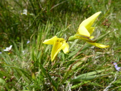 Diuris lanceolata