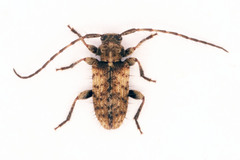 Exocentrus variegatus variegatus