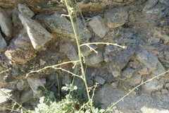 Scrophularia deserti
