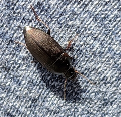 Anisodactylus rusticus