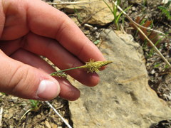 Carex meadii