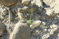 Scrophularia deserti