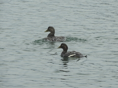 Tachyeres patachonicus