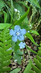 Omphalodes nitida