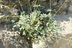 Scrophularia deserti