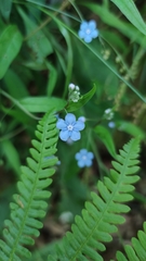 Omphalodes nitida