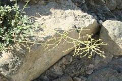 Scrophularia deserti