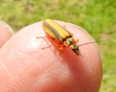 Afronycha circumdata