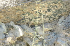 Scrophularia deserti