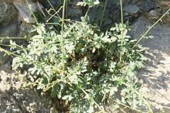 Scrophularia deserti