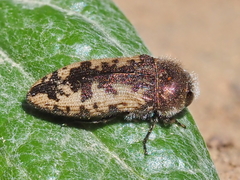 Acmaeodera pilosellae