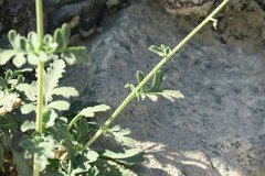 Scrophularia deserti