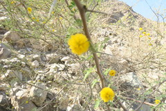 Vachellia flava