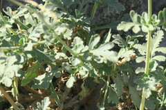 Scrophularia deserti