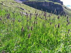 Phleum alpinum