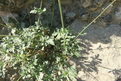 Scrophularia deserti