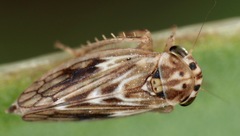 Agallia consobrina