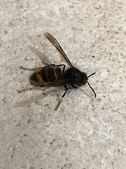Vespa velutina