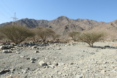 Vachellia tortilis