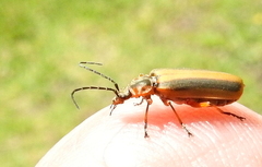 Afronycha circumdata