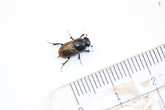 Acrossus luridus