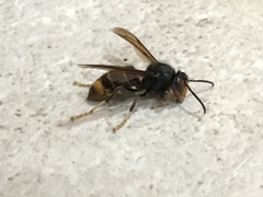 Vespa velutina