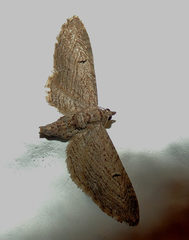 Eupithecia unedonata
