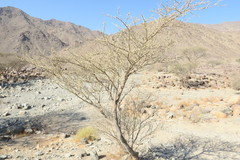 Vachellia tortilis