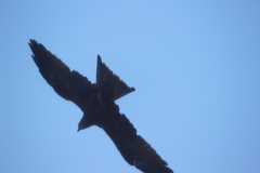 Milvus migrans govinda