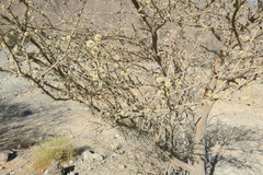 Vachellia tortilis