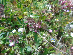 Anthyllis vulneraria rubriflora
