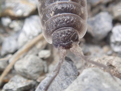 Porcellio ornatus