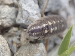 Porcellio ornatus