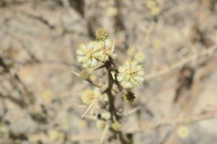 Vachellia tortilis